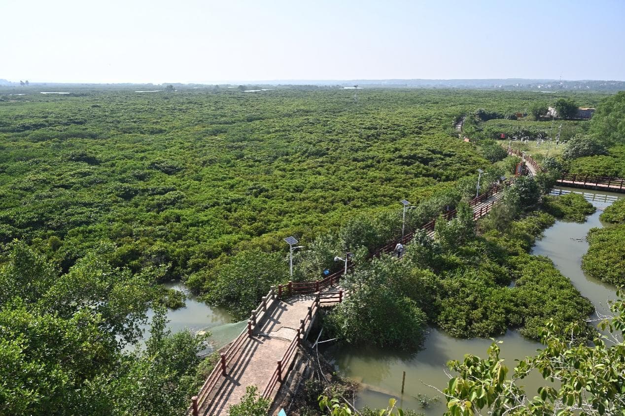 青山计划在行动，百万公益商家共护湛江红树林