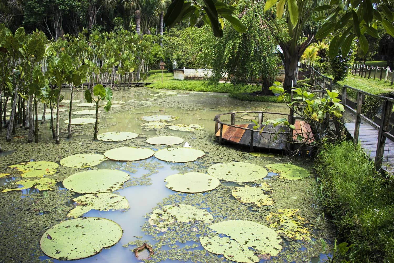 西双版纳中科院植物园：王莲打卡胜地
