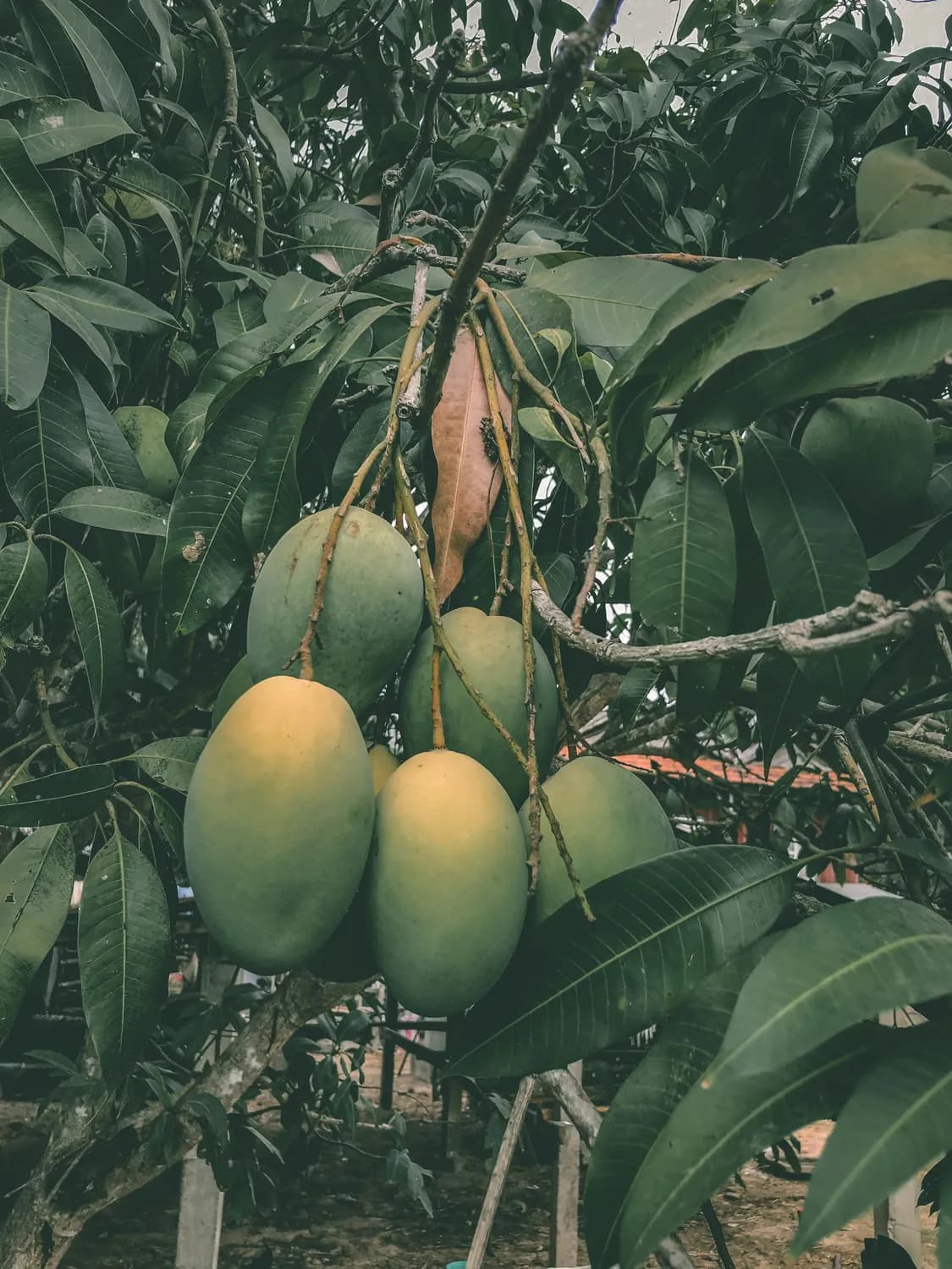 百色芒果季：广西必打卡美食之旅