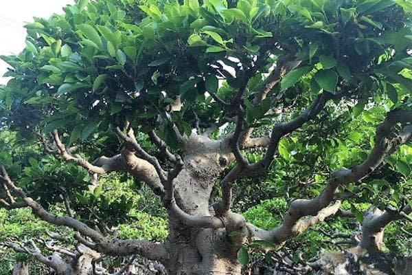 金钱榕树盆栽的养殖方法和注意事项