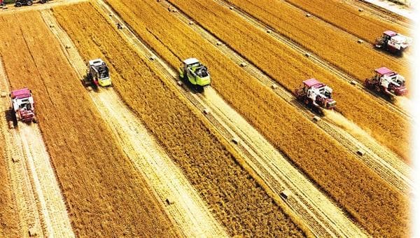 2024年河南农业发展综述：粮食总产量超1343亿斤，乡村建设成效显著