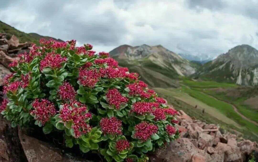 红景天：高原反应克星，还含40多种活性成分