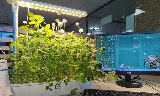 如何种植幸运草？（掌握这些技巧，让你的草丛更幸运）