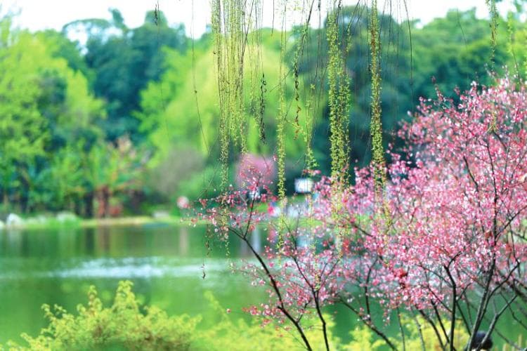 花重锦花城 绽放在古诗词里的那些花儿
