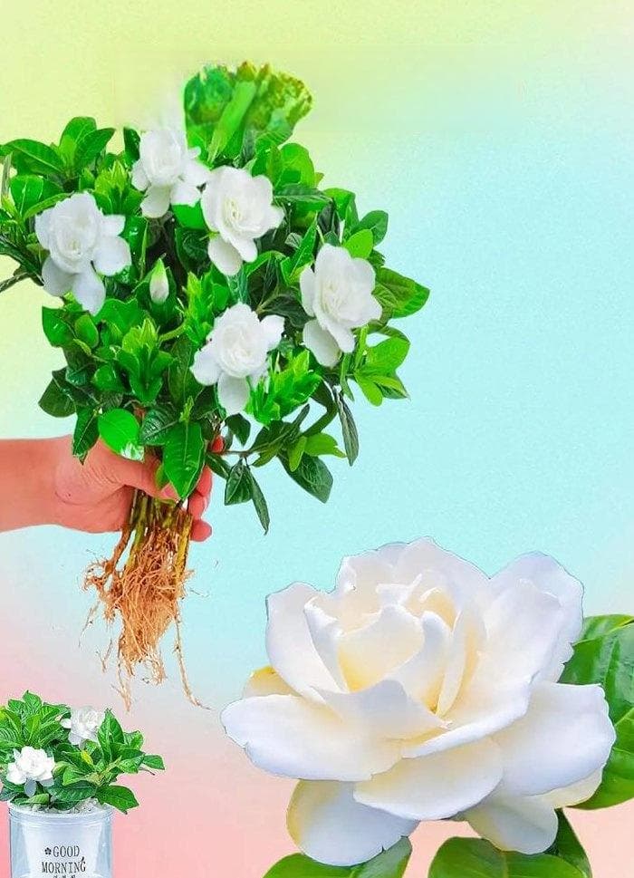 栀子花浇水加白醋浓度（栀子花浇醋的比例是多少）