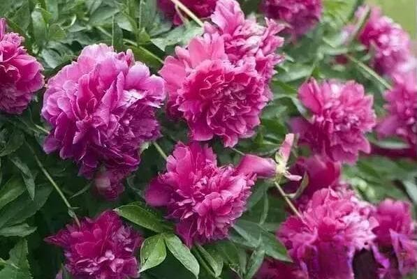 芍药花怎样种植和养护？