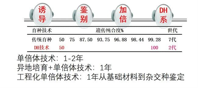 单倍体育种的未来 - 工程化育种 | 陈绍江