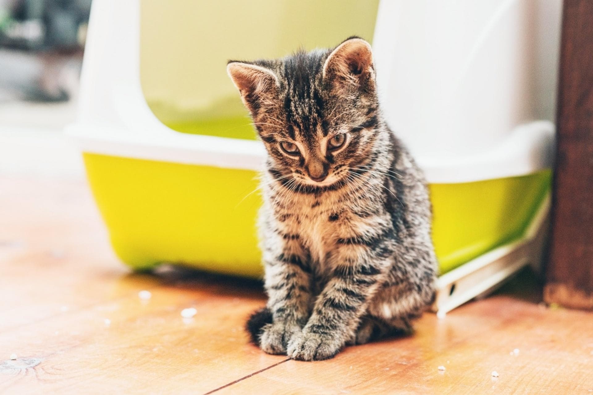 猫咪为什么会在新环境中乱尿