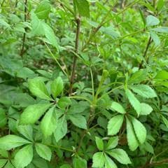 探秘刺五加——一种珍贵的中药材（解析刺五加的植物类别）