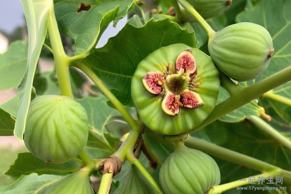 无花果的功效与作用：对女性有哪些好处？