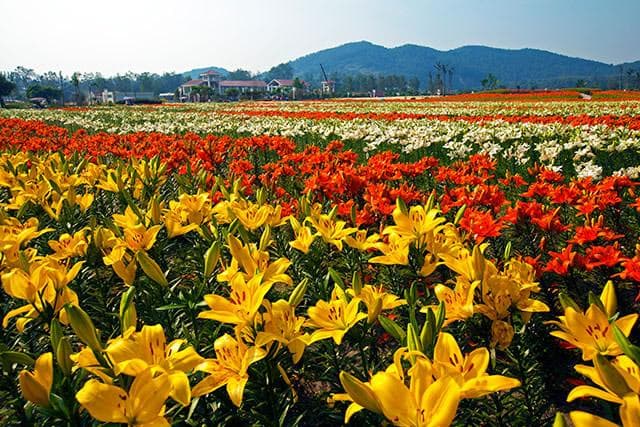 百合花怎么养 水养和盆栽分别怎么样 百合什么时候开花