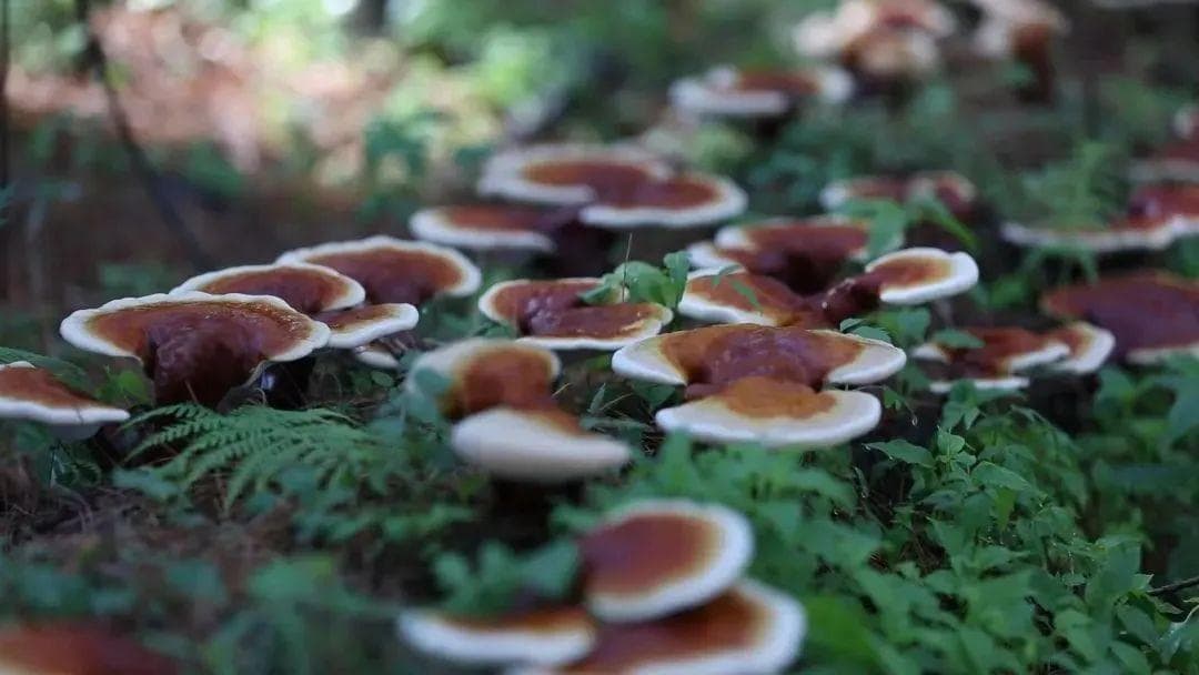 一株野灵芝的产业化之路：从深山到龙头企业的蜕变