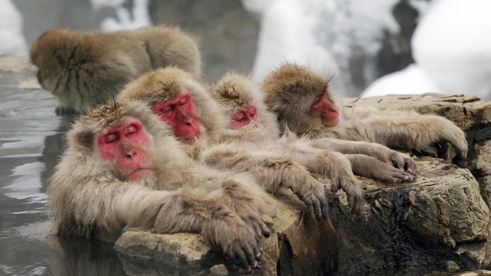 泡温泉、玩手机，日本雪猴是如何过上这么惬意的冬季生活？