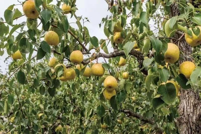 砀山梨：果大核小、皮薄多汁，中国三大名梨之首