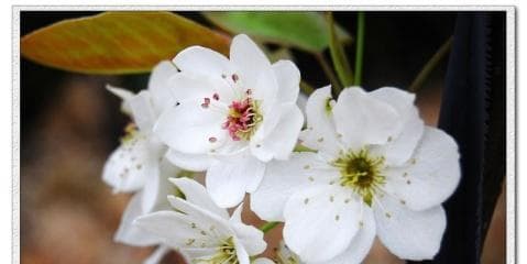 梨花花语是什么？了解梨花的象征意义和文化内涵？