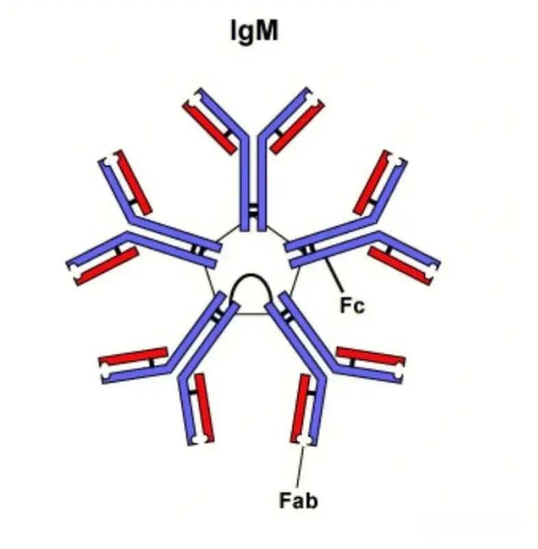 一文了解IgM、IgG、IgA、IgE四种抗体