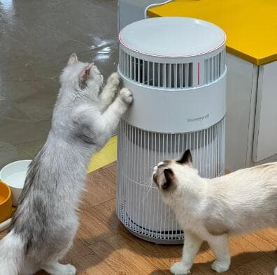 猫传腹自检指南：识别症状，守护毛孩子！