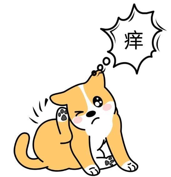 狗狗皮肤瘙痒怎么办？这份全面解决方案请收好