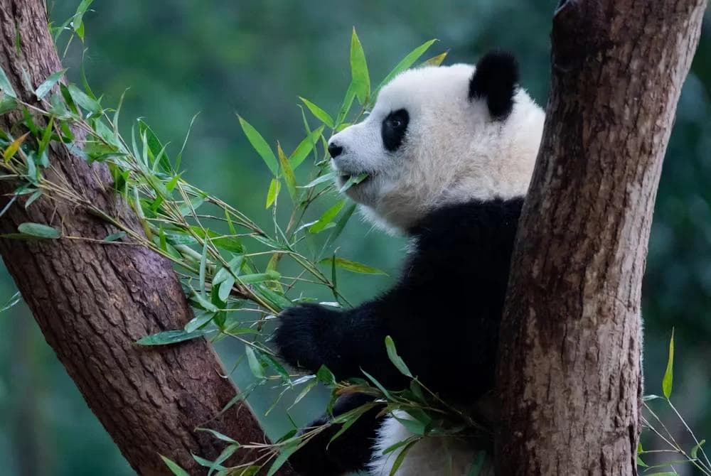 气候变化让植物营养下降——这可能已经影响到草食性动物