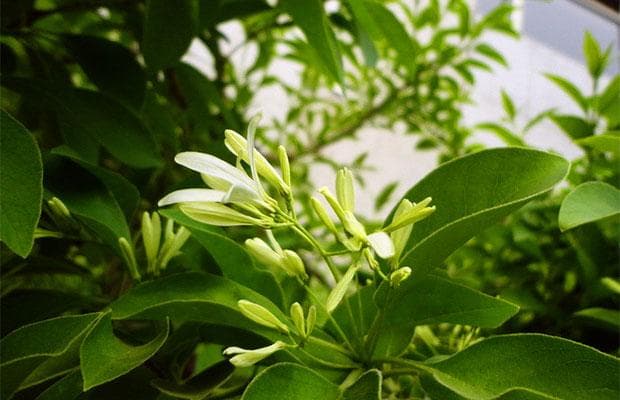 流苏树的栽培养护技术