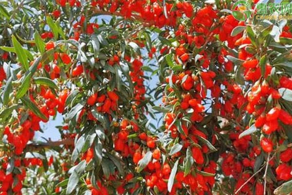 枸杞树种植与管理全攻略