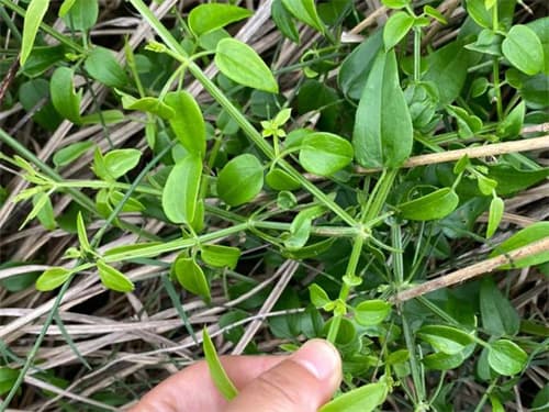 茜草的功效与作用及食用方法有哪些