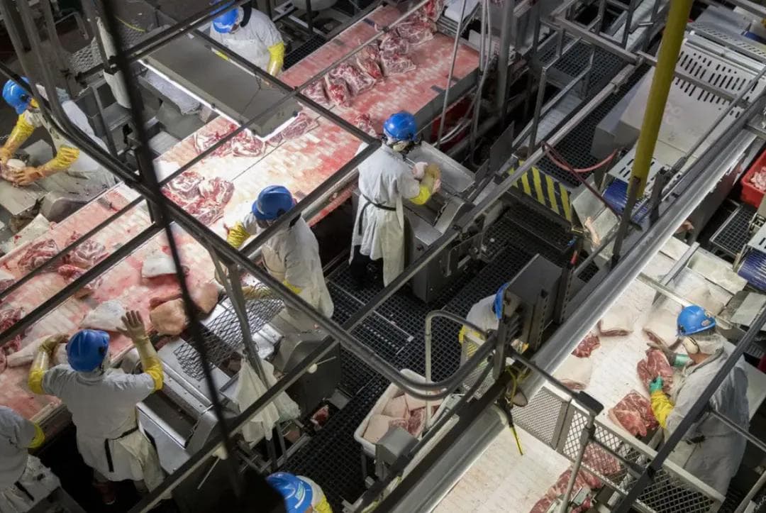 北美猪肉不好吃？从养殖到餐桌中美猪肉比较