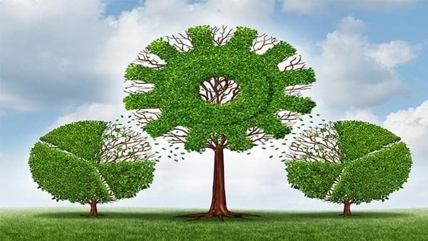 椴树蜜的功效与营养价值：从食用方法到注意事项的全面指南