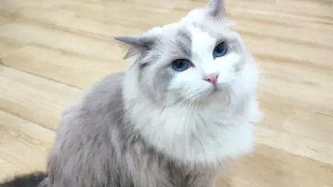 给猫咪制定合理的饮食