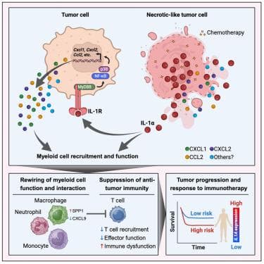 新研究发现癌细胞免疫逃逸新机制，IL-1α成治疗新靶点