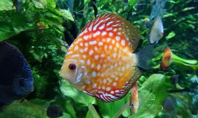 七彩神仙鱼的饲养全攻略：打造一个美轮美奂的家庭水族箱