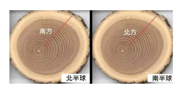年轮较密的一面是什么方向？为什么？