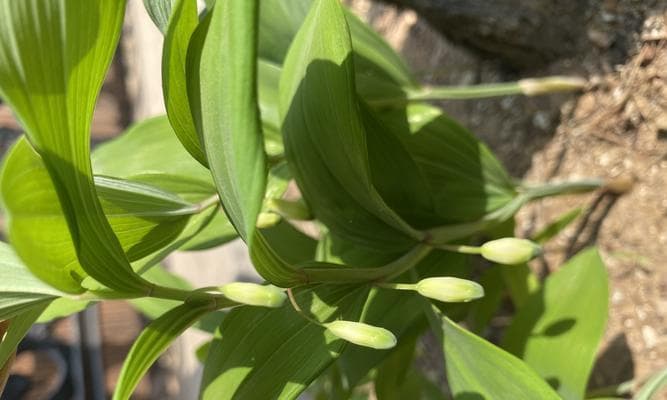 玉竹——中药名材之一的全面解读（起源、特点、药用价值和研究进展）