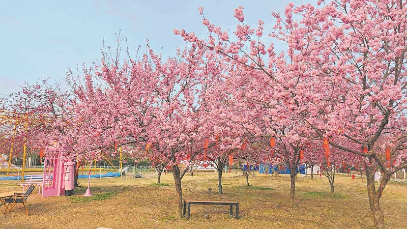 雨水节气春意浓 成都多地迎来盛花期