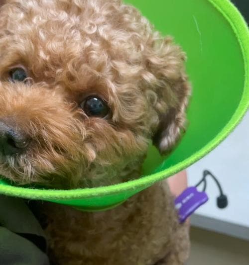 狗狗胰腺炎是什么状态？如何识别和处理？