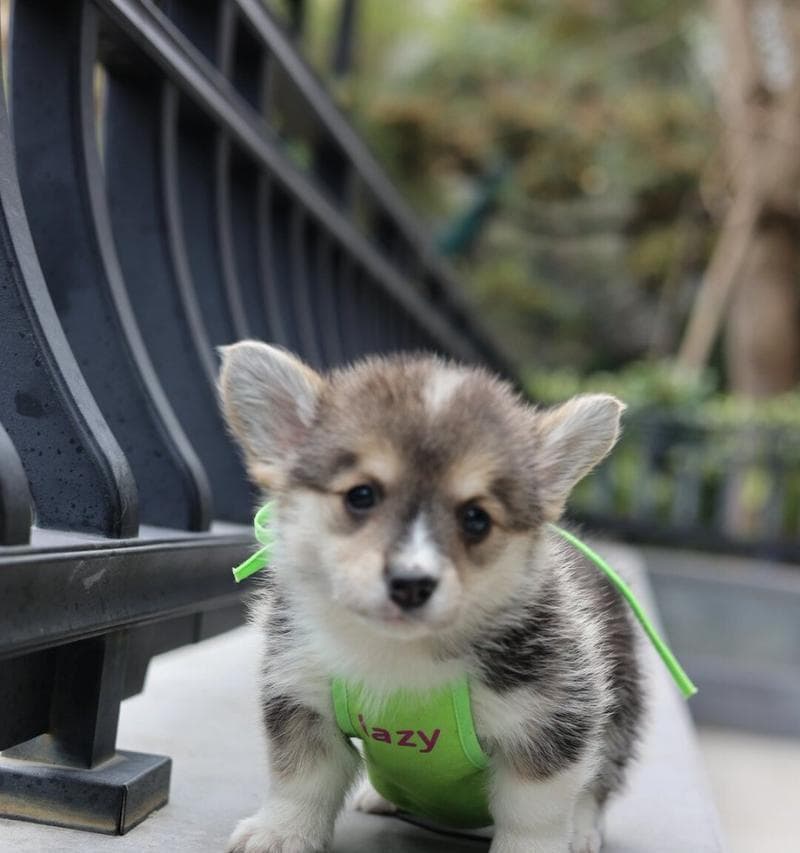 柯基犬价格与饲养相关知识（了解柯基犬的价格，选择合适的宠物伙伴）