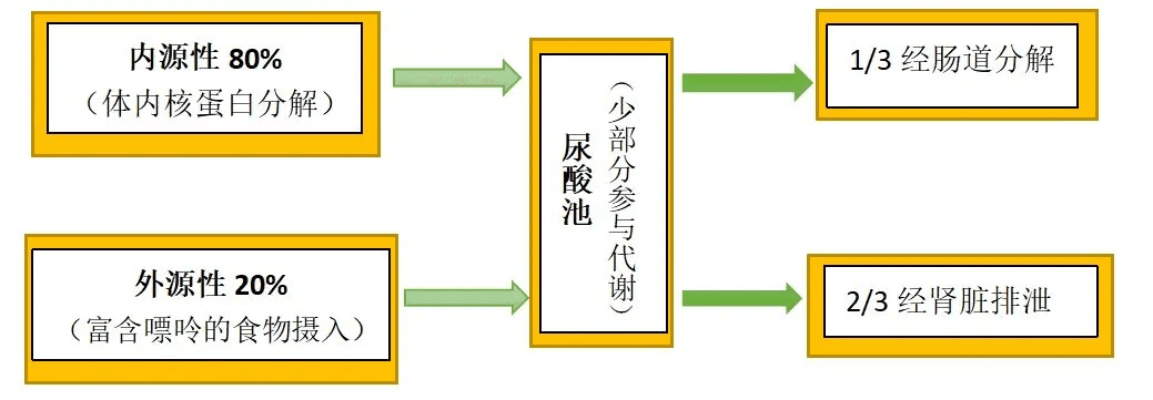 【健康科普】尿酸的来龙去脉