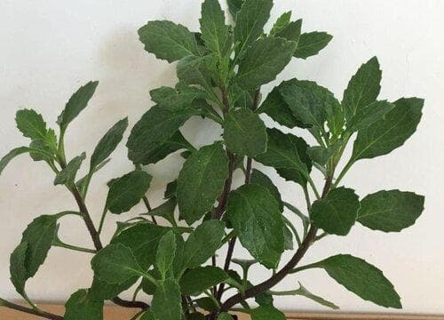 片仔癀是什么植物？详解其形态特征与药用价值