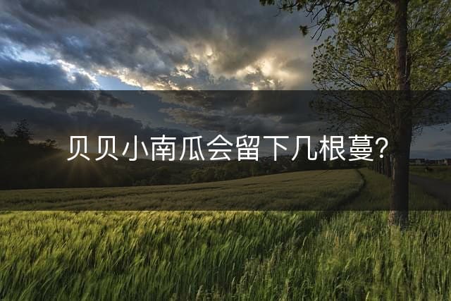 贝贝小南瓜会留下几根蔓？