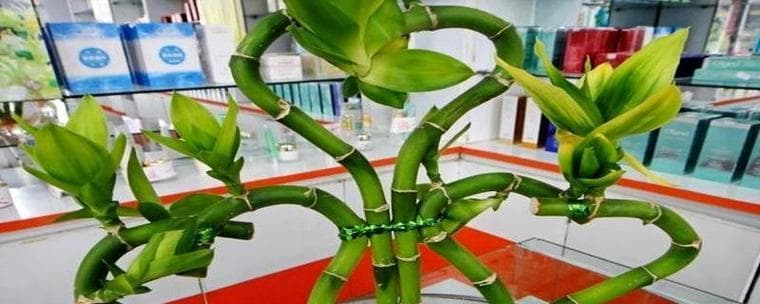 五行属木的植物盆栽推荐（营造生机勃勃的家居环境，让木元素为你家加分）
