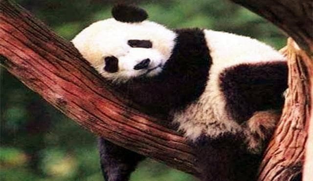 大熊猫在古代为什么叫做食铁兽？真是蚩尤的坐骑吗？