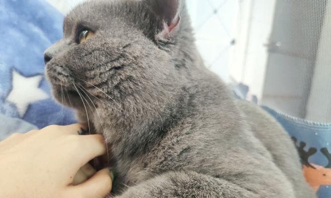 猫为什么喜欢在暗处观察人？它们的观察行为有何含义？