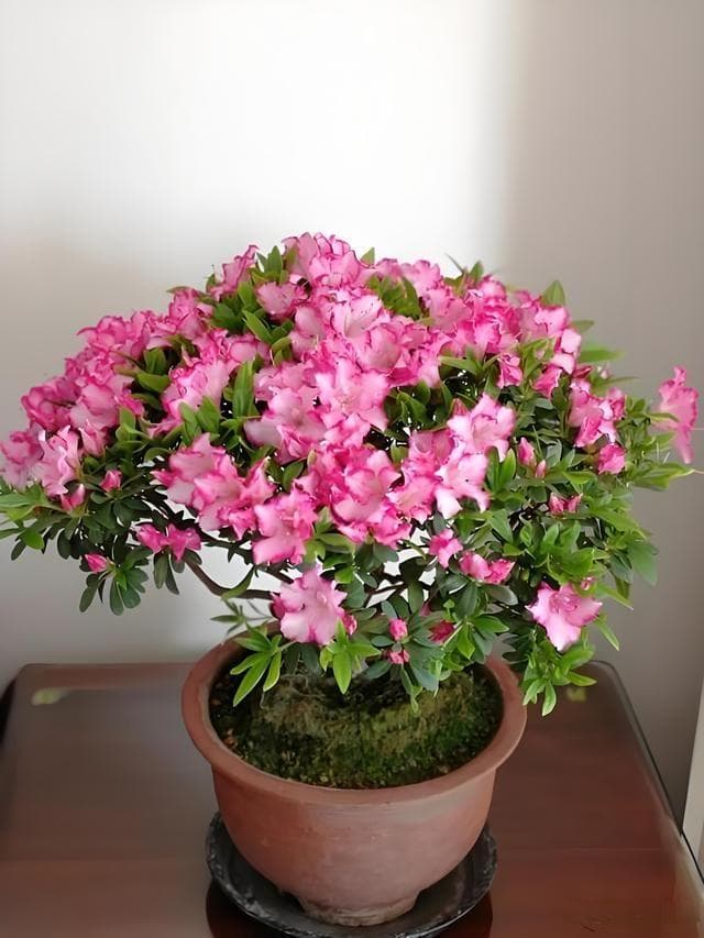 杜鹃花浇水施肥全攻略：不同季节的养护指南