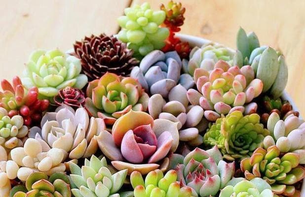 多肉植物品种详细介绍：从分类到养护全攻略