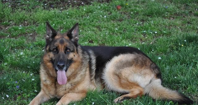 从社交到服从：德国牧羊犬训练实用指南