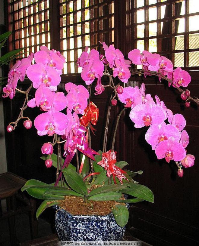蝴蝶兰花语和寓意是什么