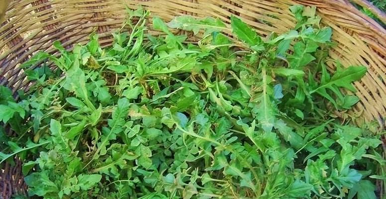 野菜采摘与收获季节（掌握野菜收获时间，健康从餐桌开始）