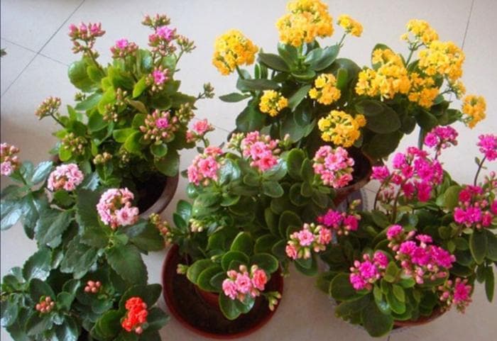 长寿花叶片扦插法：简单六步，新手也能快速繁殖