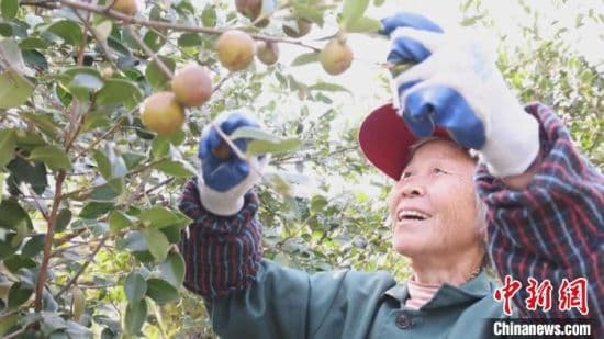 江西广昌油茶喜丰收 为乡村振兴添"油"加力