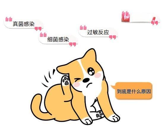 告别瘙痒与掉毛：宠物主人必知的狗狗皮肤病解决方案
